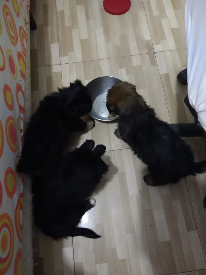 Cachorro ra a indefinida  idade Abaixo de 2 meses nome sem nome