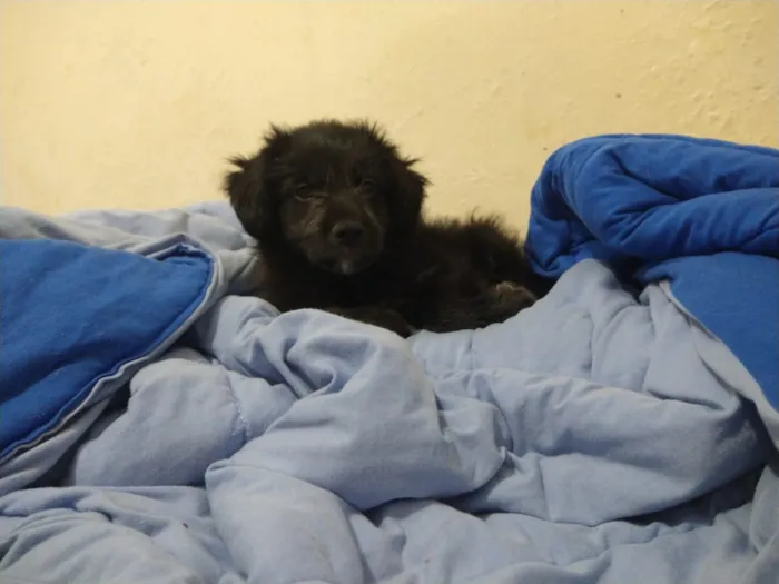 Cachorro ra a indefinida  idade Abaixo de 2 meses nome sem nome