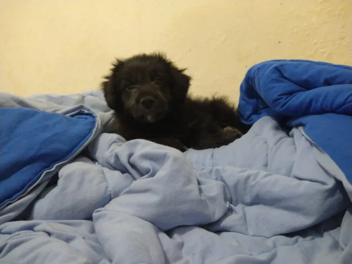 Cachorro ra a indefinida  idade Abaixo de 2 meses nome sem nome
