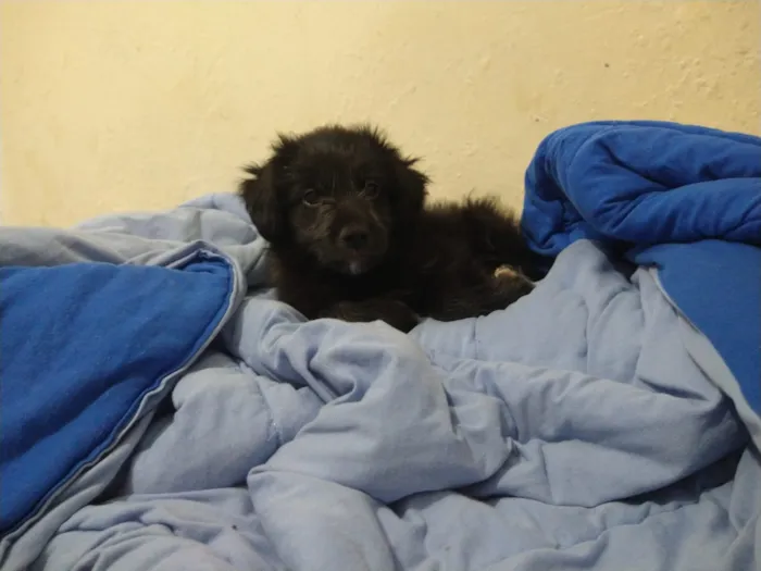 Cachorro ra a indefinida  idade Abaixo de 2 meses nome sem nome