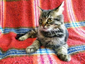 Gato raça SRD idade 2 a 6 meses nome Lino