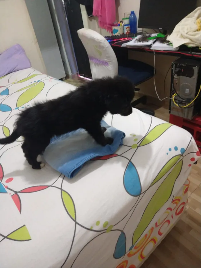 Cachorro ra a indefinida  idade Abaixo de 2 meses nome sem nome