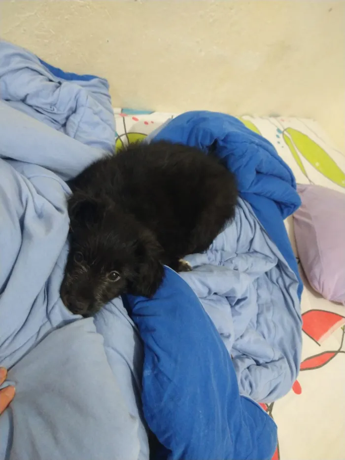 Cachorro ra a indefinida  idade Abaixo de 2 meses nome sem nome