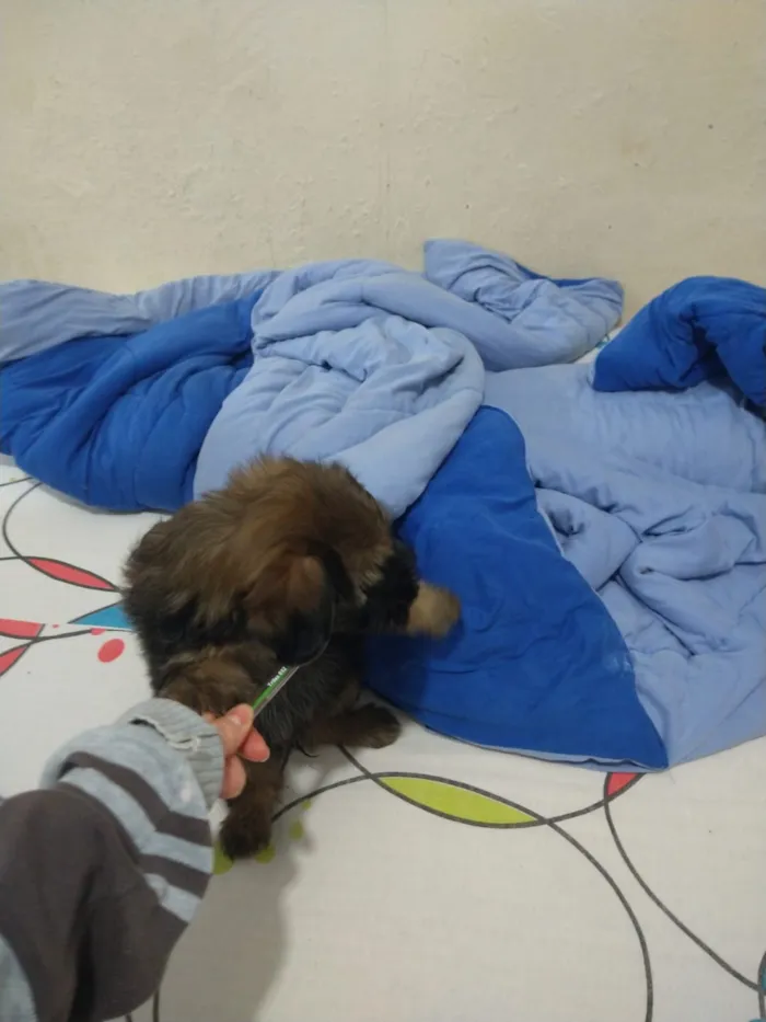 Cachorro ra a indefinida  idade Abaixo de 2 meses nome sem nome