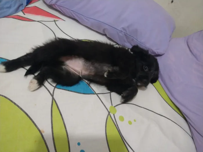 Cachorro ra a indefinida  idade Abaixo de 2 meses nome sem nome