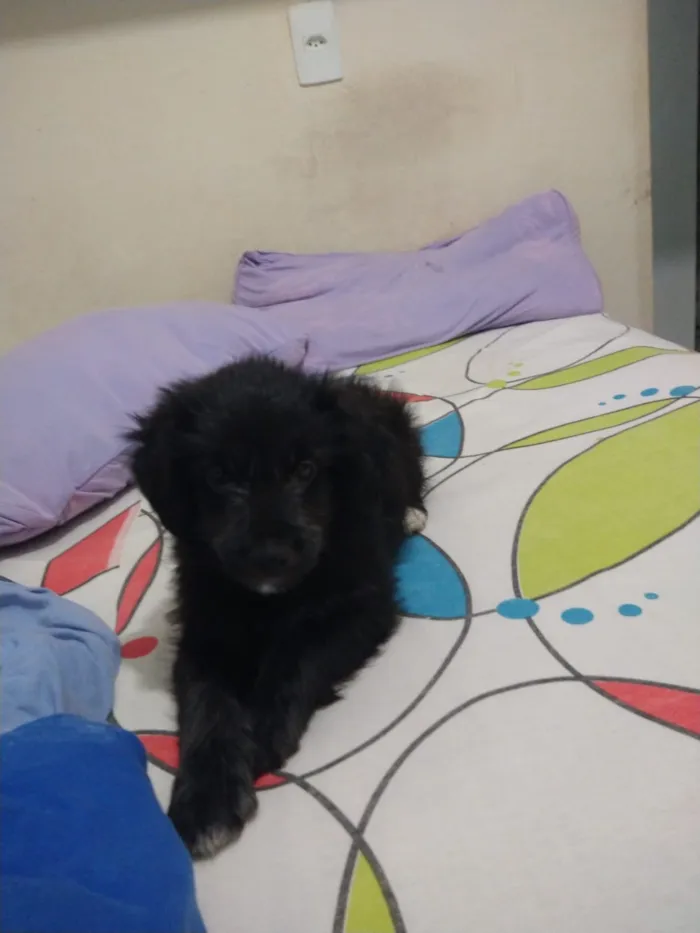 Cachorro ra a indefinida  idade Abaixo de 2 meses nome sem nome