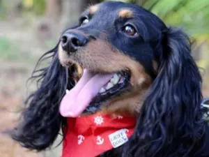 Cachorro raça SRD  idade 1 ano nome Toddy 