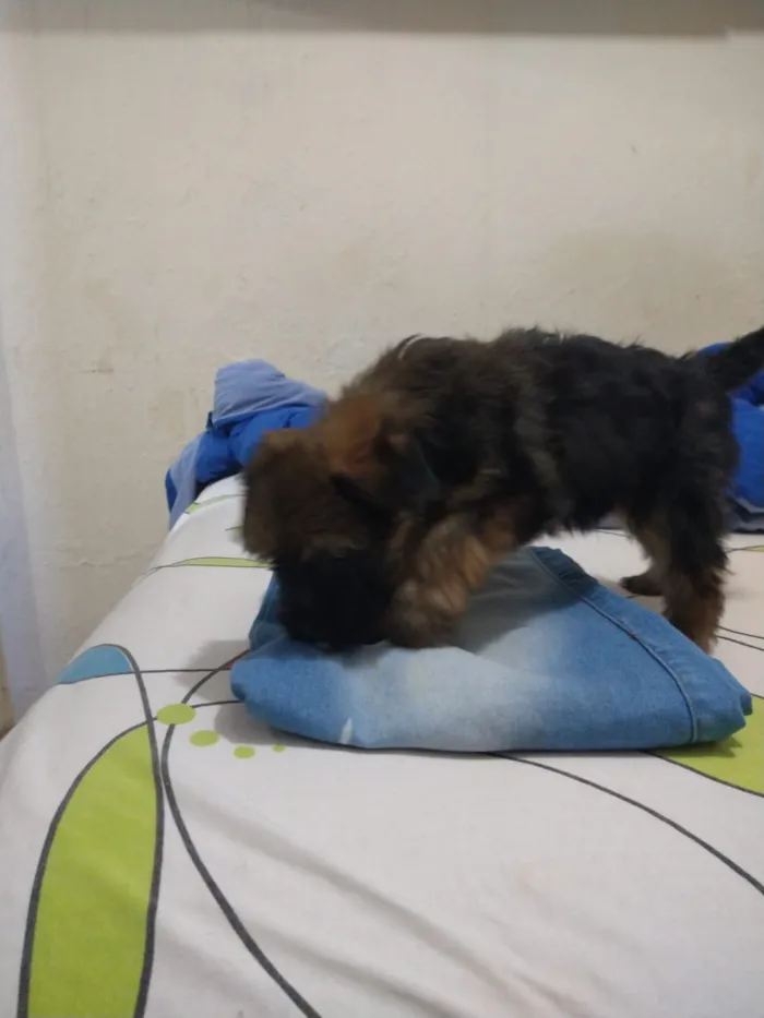 Cachorro ra a indefinida  idade Abaixo de 2 meses nome sem nome