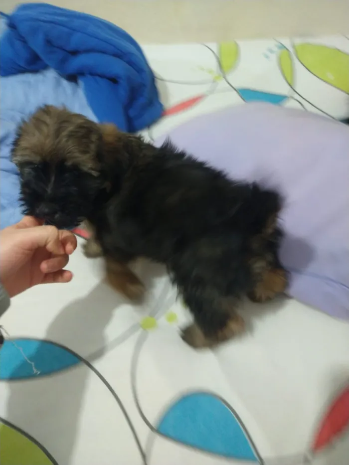 Cachorro ra a indefinida  idade Abaixo de 2 meses nome sem nome
