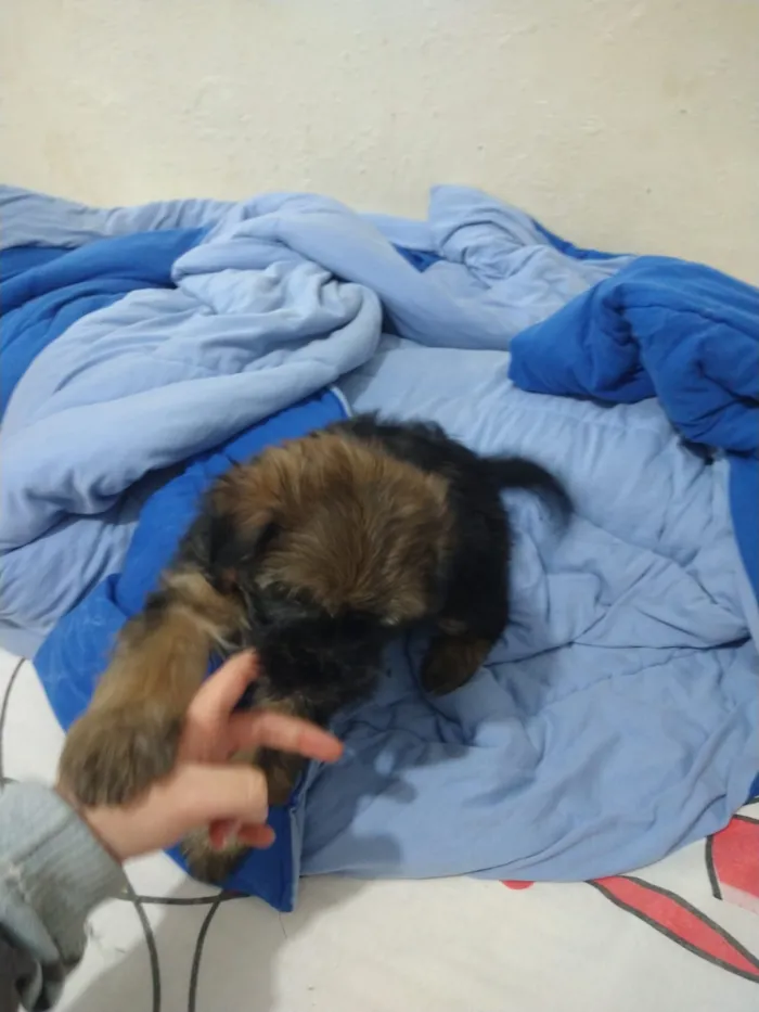 Cachorro ra a indefinida  idade Abaixo de 2 meses nome sem nome