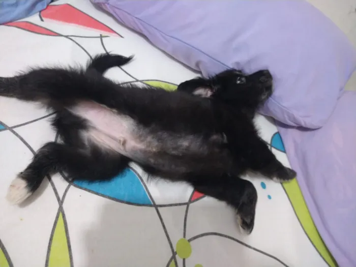 Cachorro ra a indefinida  idade Abaixo de 2 meses nome sem nome