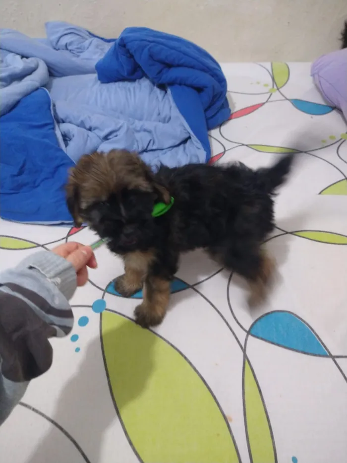 Cachorro ra a indefinida  idade Abaixo de 2 meses nome sem nome