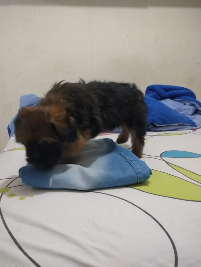 Cachorro ra a indefinida  idade Abaixo de 2 meses nome sem nome