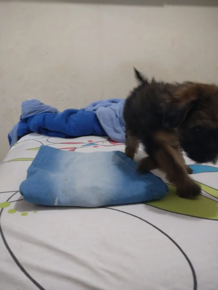 Cachorro ra a indefinida  idade Abaixo de 2 meses nome sem nome