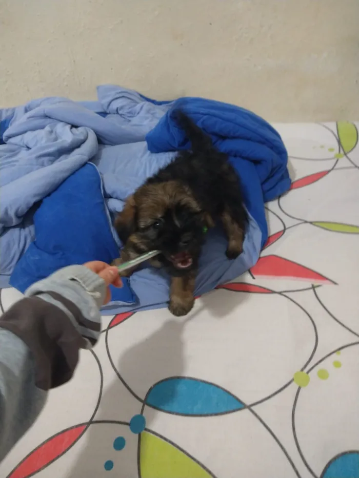 Cachorro ra a indefinida  idade Abaixo de 2 meses nome sem nome