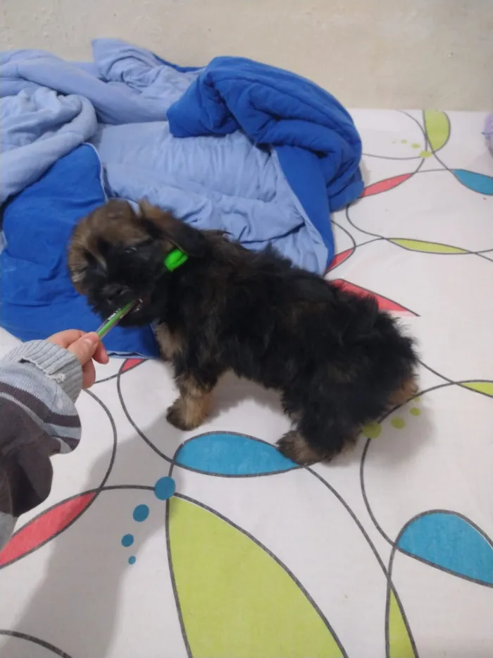 Cachorro ra a indefinida  idade Abaixo de 2 meses nome sem nome