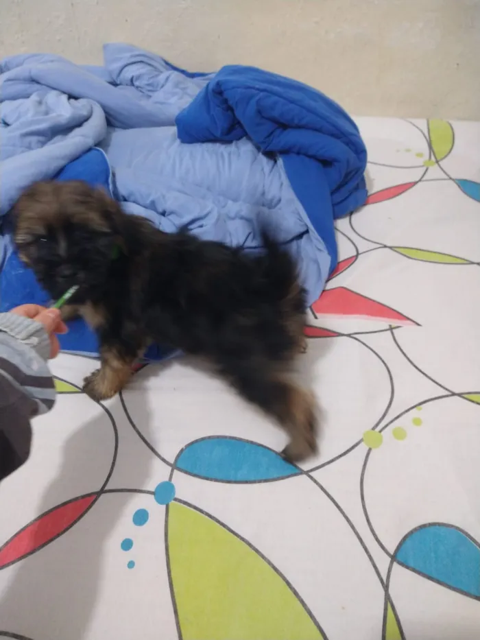 Cachorro ra a indefinida  idade Abaixo de 2 meses nome sem nome