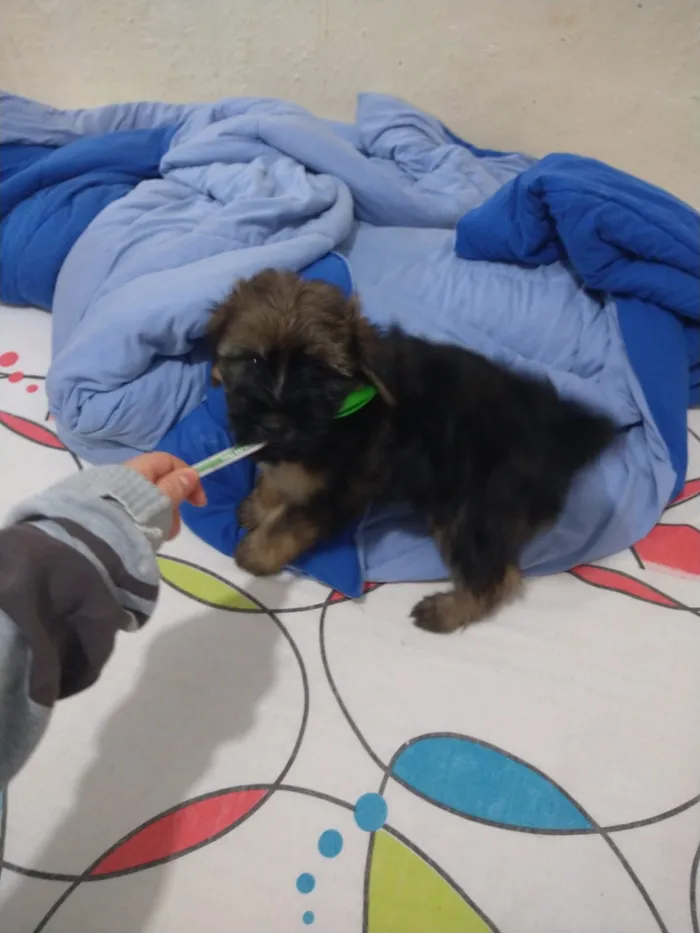 Cachorro ra a indefinida  idade Abaixo de 2 meses nome sem nome