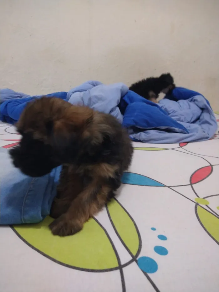 Cachorro ra a indefinida  idade Abaixo de 2 meses nome sem nome