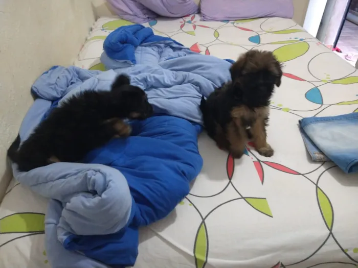 Cachorro ra a indefinida  idade Abaixo de 2 meses nome sem nome