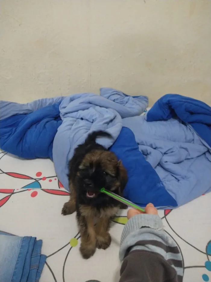 Cachorro ra a indefinida  idade Abaixo de 2 meses nome sem nome