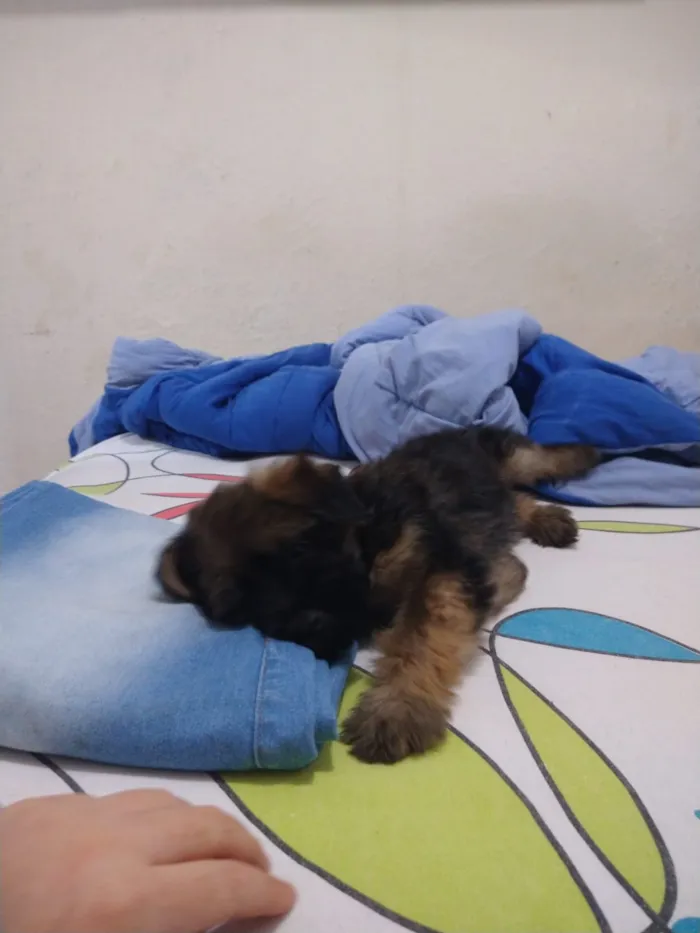 Cachorro ra a indefinida  idade Abaixo de 2 meses nome sem nome