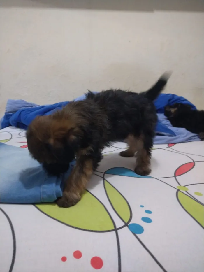 Cachorro ra a indefinida  idade Abaixo de 2 meses nome sem nome