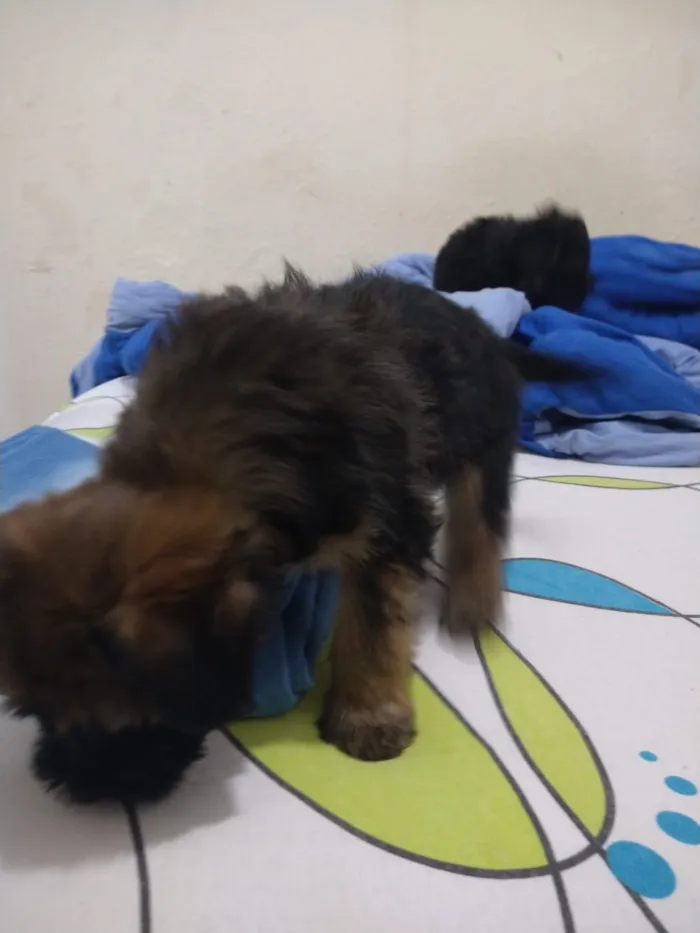 Cachorro ra a indefinida  idade Abaixo de 2 meses nome sem nome
