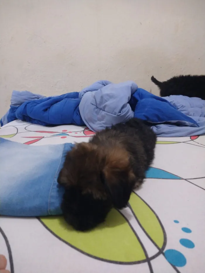 Cachorro ra a indefinida  idade Abaixo de 2 meses nome sem nome