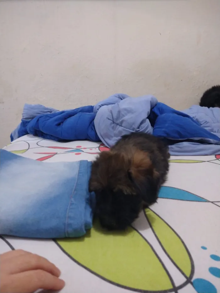 Cachorro ra a indefinida  idade Abaixo de 2 meses nome sem nome