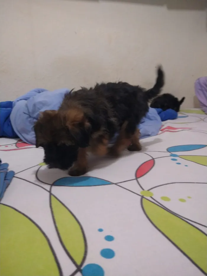 Cachorro ra a indefinida  idade Abaixo de 2 meses nome sem nome