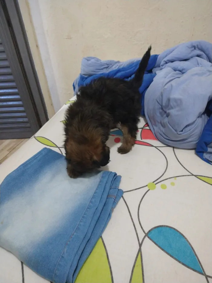 Cachorro ra a indefinida  idade Abaixo de 2 meses nome sem nome