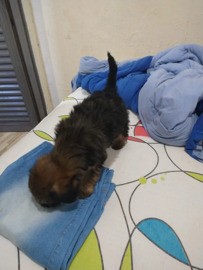 Cachorro ra a indefinida  idade Abaixo de 2 meses nome sem nome