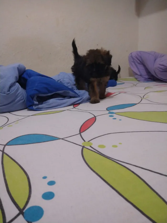 Cachorro ra a indefinida  idade Abaixo de 2 meses nome sem nome