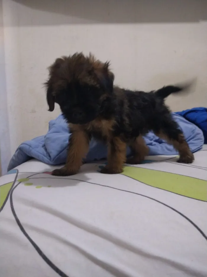 Cachorro ra a indefinida  idade Abaixo de 2 meses nome sem nome