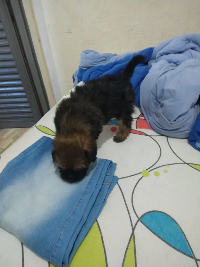 Cachorro ra a indefinida  idade Abaixo de 2 meses nome sem nome