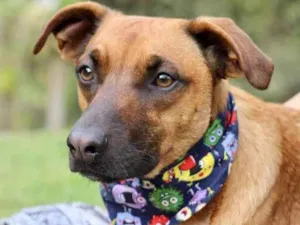 Cachorro raça SRD  idade 1 ano nome Scooby 