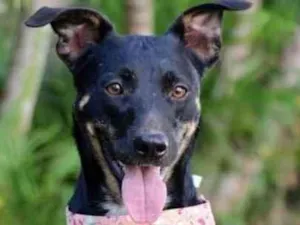 Cachorro raça SRD  idade 2 anos nome Genoveva 