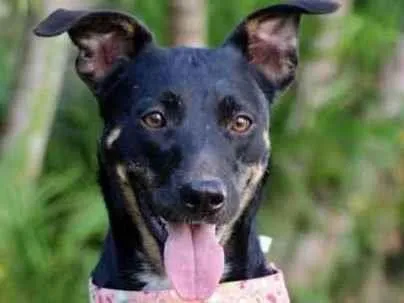 Cachorro raça SRD  idade 2 anos nome Genoveva 