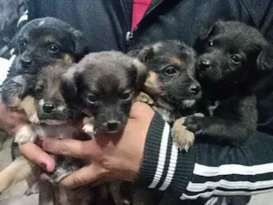 Cachorro raça  idade Abaixo de 2 meses nome Várias