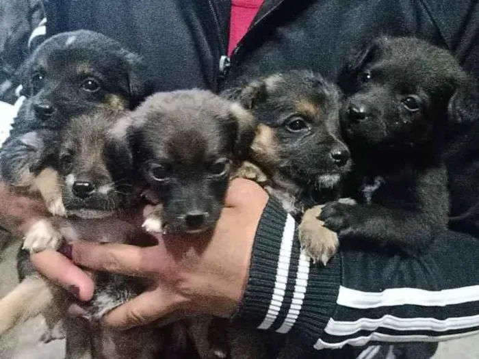 Cachorro raça  idade Abaixo de 2 meses nome Várias