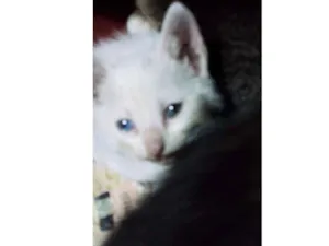 Gato raça Srd idade Abaixo de 2 meses nome Algodão