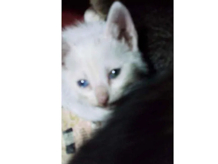 Gato ra a Srd idade Abaixo de 2 meses nome Algodão