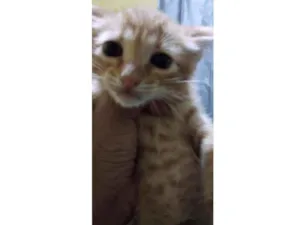 Gato raça Srd idade Abaixo de 2 meses nome Peteleco