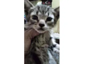 Gato raça Srd idade Abaixo de 2 meses nome Tico