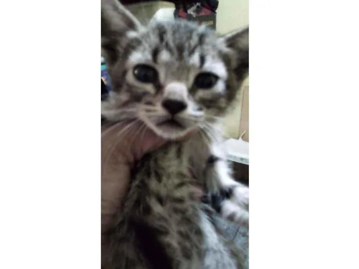 Gato ra a Srd idade Abaixo de 2 meses nome Tico