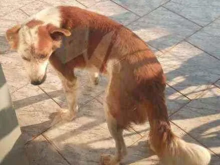 Cachorro ra a Vila lata com boder cooler  idade 6 ou mais anos nome Charopinho