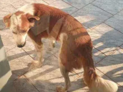Cachorro raça Vila lata com boder cooler  idade 6 ou mais anos nome Charopinho