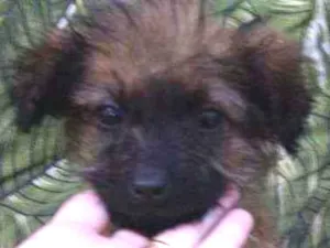 Cachorro raça Srd idade 2 a 6 meses nome Bbs contato Whats