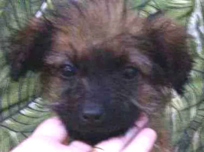 Cachorro ra a Srd idade 2 a 6 meses nome Bbs contato Whats